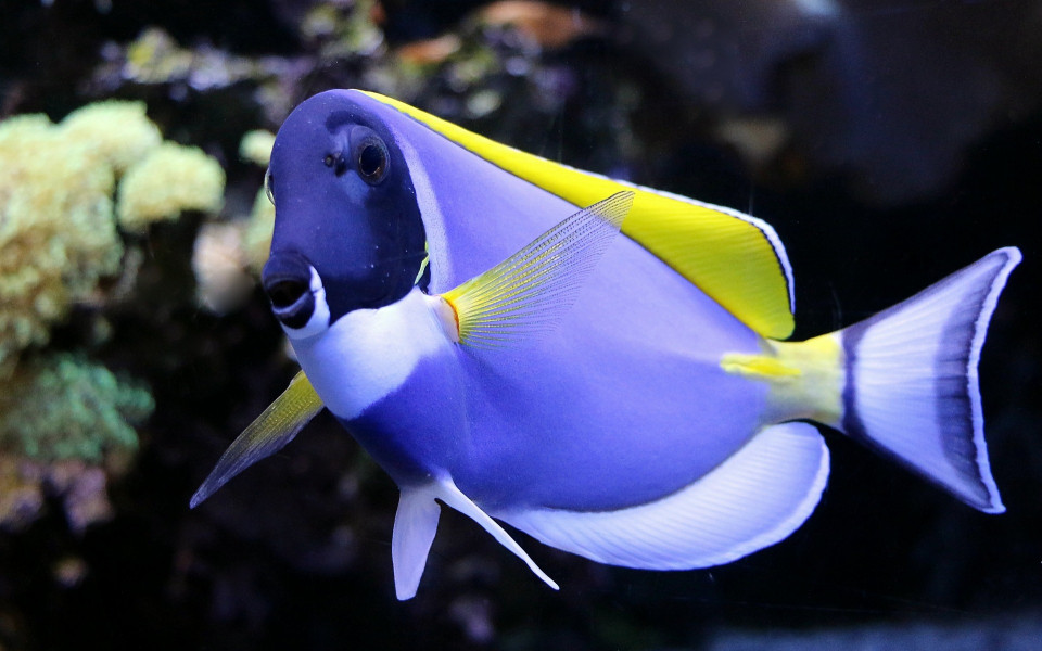 Unterwasserwelt in Makadi Bay