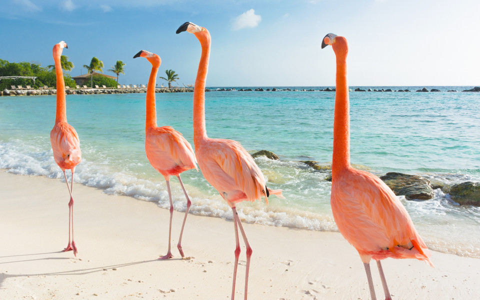 F&uuml;nf Flamingos stehen am wei&szlig;en Sandstrand vor t&uuml;rkisfarbenem Meer und Felsen im Wasser.