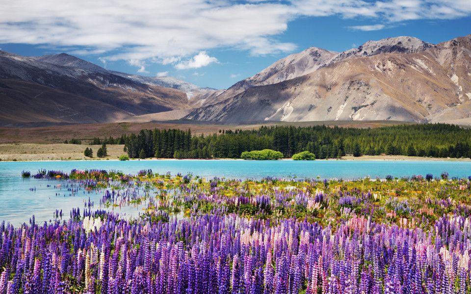Lake Tekapo mit Lupinenfelder im Vordergrund auf der Südinsel Neuseelands