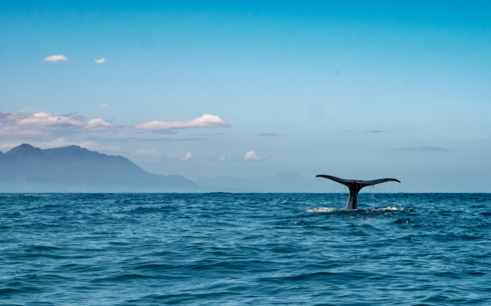 Schwanz eines Pottwals beim Abtauchen mit den Kaikoura Ranges im Hintergrund, Neuseeland.
