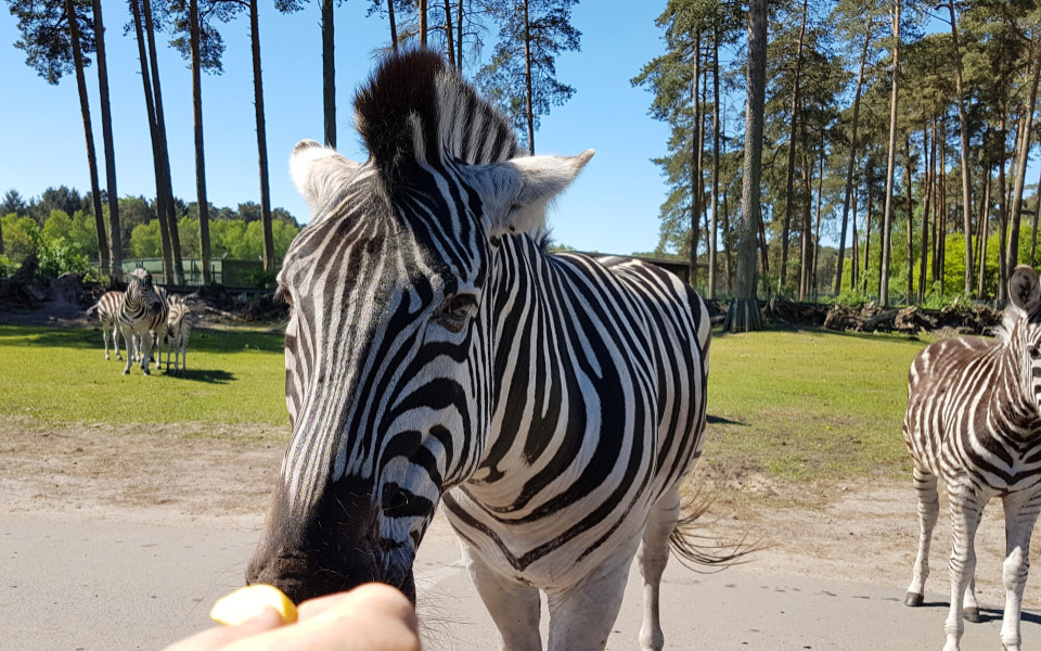 Fütterung der Zebras im Serengeti-Park in Hodenhagen, Deutschland