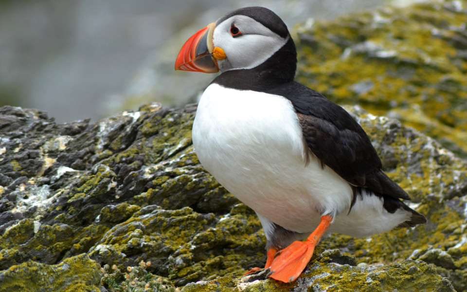 Puffins auf der Insel Skellig Michael in Irland