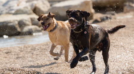 Kroatien-Urlaub-mit-Hund